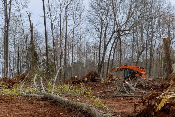 Best Tree Disease Treatment  in Buffalo, MO