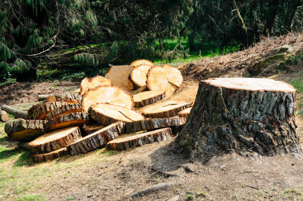 Best Seasonal Cleanup (Spring/Fall)  in Buffalo, MO